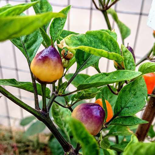 Five Color Chinese Chili PepperMeraki Seeds