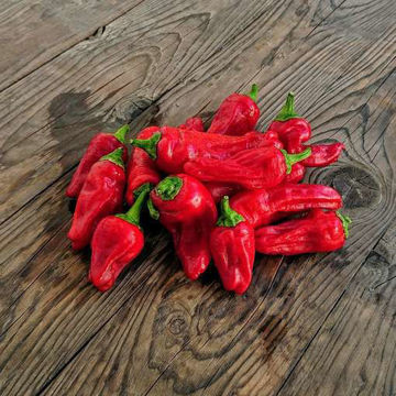 Friggitello Sweet Pepper Friggitello Sweet Pepper
