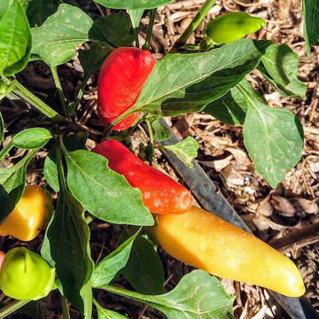 Hungarian Hot Wax Chili Pepper Hungarian Hot Wax Chili Pepper