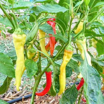 Ierapetra Chili Pepper Ierapetra Chili Pepper