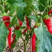 Ierapetra Chili Pepper