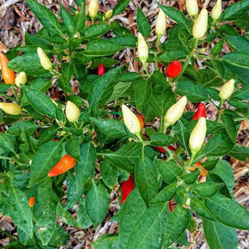 KS Thai White Chili Pepper KS Thai White Chili Pepper