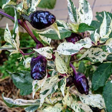 Purple Cacho White Leaf Chili Pepper Purple Cacho White Leaf Chili Pepper