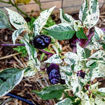 Purple Cacho White Leaf Chili Pepper