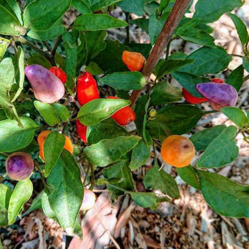 Trinidad Purple Coffee Chili Pepper Trinidad Purple Coffee Chili Pepper