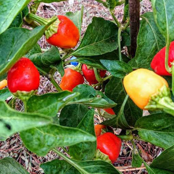 Lava Caribee Chili Pepper Lava Caribee Chili Pepper