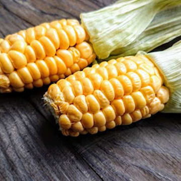 Yukon Chief Sweet Corn Yukon Chief Sweet Corn