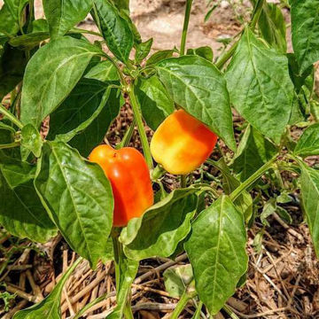 Rosy Cheeks Sweet Pepper Rosy Cheeks Sweet Pepper