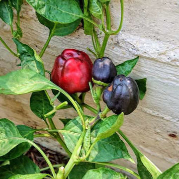 Zulu Sweet Pepper Zulu Sweet Pepper