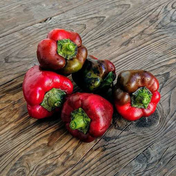 Nocturne Sweet Pepper Nocturne Sweet Pepper