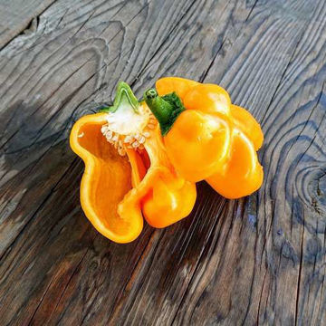 Goldenmane Lion Sweet Pepper Goldenmane Lion Sweet Pepper