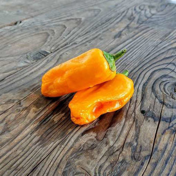 Mohawk Sweet Pepper Mohawk Sweet Pepper