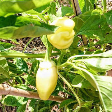 Pusztagold Sweet Pepper Pusztagold Sweet Pepper