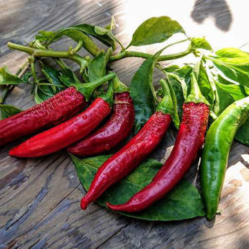 Elephant Chili Pepper Elephant Chili Pepper