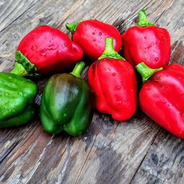 King of the North Sweet Pepper King of the North Sweet Pepper