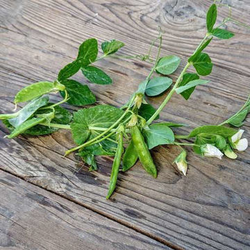Finsk Släpärt Snow Pea Finsk Släpärt Snow Pea