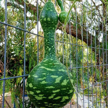 Kobra Gourd Kobra Gourd