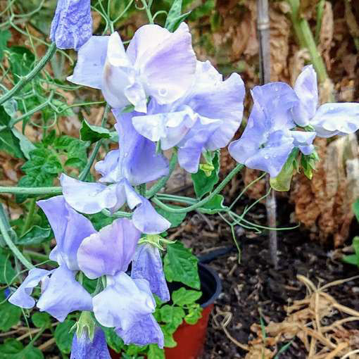 Chelsea Centenary Sweet Pea-Meraki Seeds