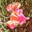 Pink-Red-Mix Sweet Pea