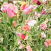 Pink-Red-Mix Sweet Pea