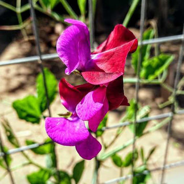 Captain of the Blues Sweet Pea Captain of the Blues Sweet Pea
