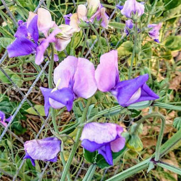 Erewhon Sweet Pea Erewhon Sweet Pea