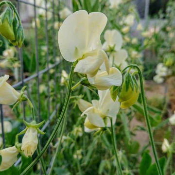 Mrs Collier Sweet Pea Mrs Collier Sweet Pea