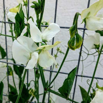 Spencer Swan Lake Sweet Pea Spencer Swan Lake Sweet Pea
