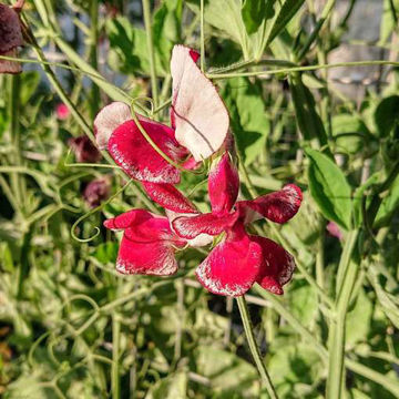 Spencer Wiltshire Ripple Sweet Pea Spencer Wiltshire Ripple Sweet Pea