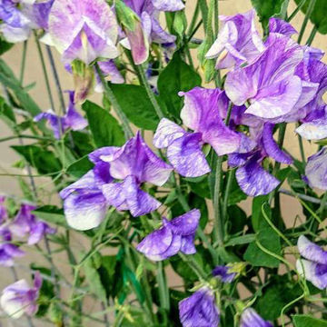 Unique Sweet Pea Unique Sweet Pea