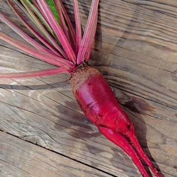 Beetroot Cheltenham Green Top Beetroot Cheltenham Green Top