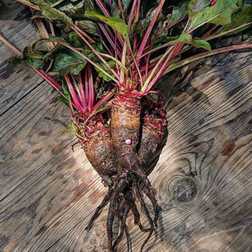 Beetroot Crapaudine Beetroot Crapaudine