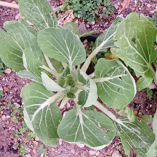 White Celery Mustard Pak Choi-Meraki Seeds