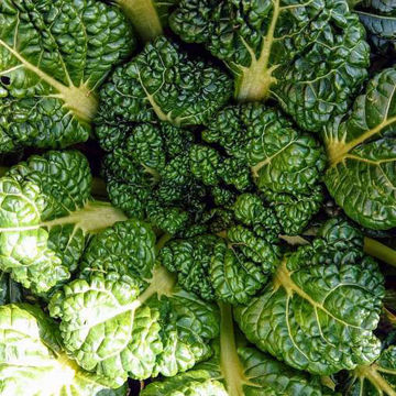 Yukina Savoy Mustard Yukina Savoy Mustard