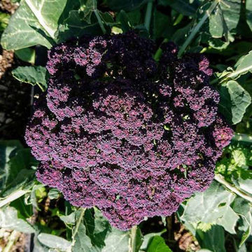 Miranda Broccoli  Miranda Broccoli