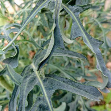 Kale Jagallo Nero Kale Jagallo Nero