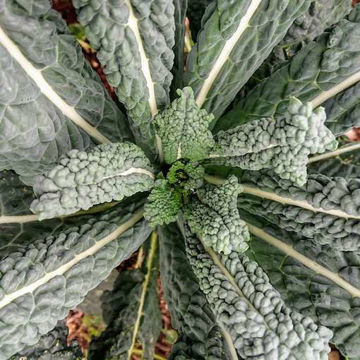 Kale Nero di Toscana Kale Nero di Toscana