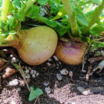 Turnip Svedjerova Turnip Svedjerova