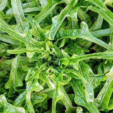 Lettuce Cerbiatta Lettuce Cerbiatta