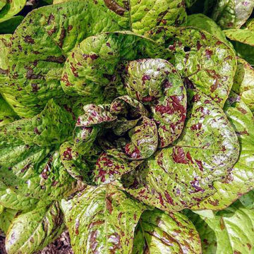 Lettuce Forellenschluss Lettuce Forellenschluss