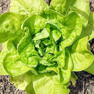humil-lettuce humil-lettuce