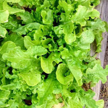 Lettuce Salad Bowl Lettuce Salad Bowl