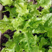 Lettuce Salad Bowl
