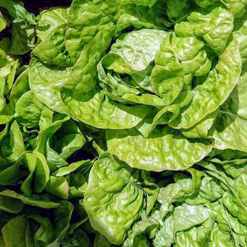 Lettuce Maikönig Lettuce Maikönig