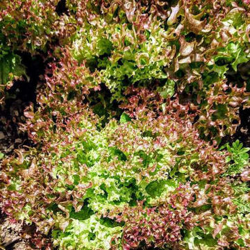 Lettuce Merlot Lettuce Merlot