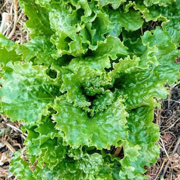 Lettuce Herkules Lettuce Herkules