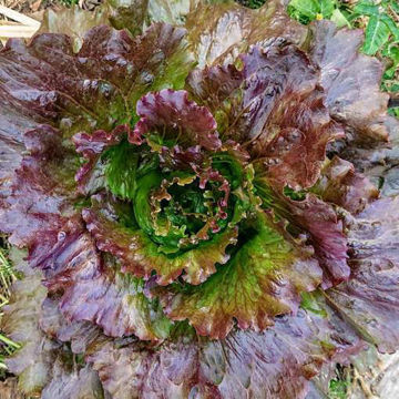 Lettuce Sioux Lettuce Sioux