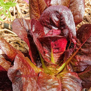 Lettuce Intred Lettuce Intred