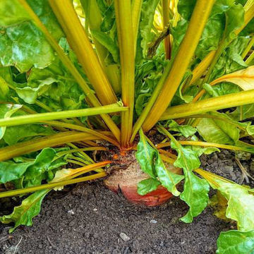 Beetroot Burpees Golden Beetroot Burpees Golden