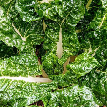 Swiss Chard Fordhook Giant Swiss Chard Fordhook Giant